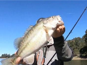 如何选择最佳时间进行鲶鱼路亚钓鱼（掌握鲶鱼活动规律，提升路亚钓鱼成功率）