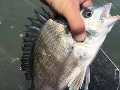 钓鱼爱好者必备技巧（提升钓鱼成功率，掌握路亚钓法的关键技巧）