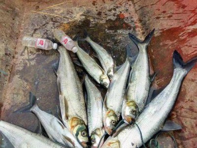 以路亚江边钓鱼，选择什么饵料最合适？（探索适合在路亚江边钓鱼的饵料，让你收获丰硕）