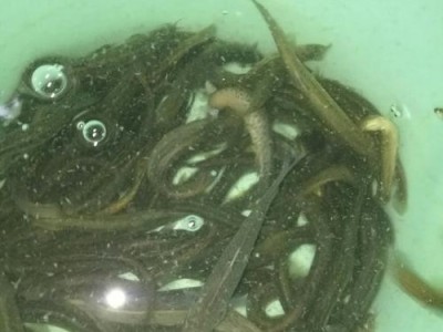 放泥鳅为什么是路亚钓鱼的最佳选择？（解析泥鳅在路亚钓鱼中的重要作用）