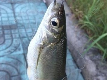 探索适合以路亚钓鱼竿的鱼种（选择最佳钓具，轻松捕获丰富多样的鱼类）