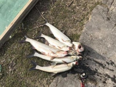 路亚钓鱼（以路亚钓鱼为例，探讨钓鱼爱好者面临的挑战和失望）