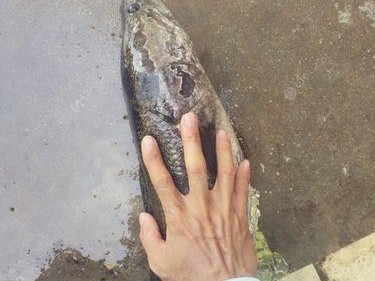 路亚竿断了还能钓鱼吗？（钓鱼爱好者必看！解决路亚竿断裂问题的妙招）