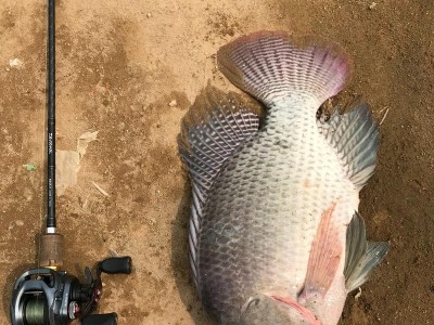 探讨22年使用路亚钓鱼是否违法及其影响（路亚钓鱼合法性解析及其生态环境保护意义）