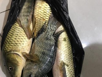 以岐江河路亚钓鱼的最佳饵料选择（探寻岐江河路亚钓鱼的最佳饵料，提升钓鱼效果）
