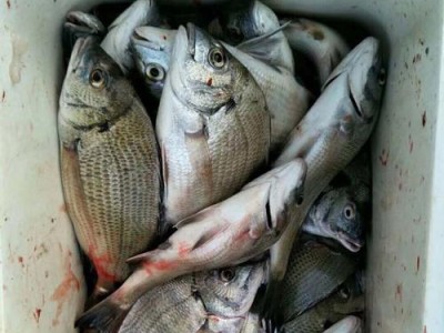 海钓巨型鱼的终极诱饵——钓鱼路亚（发现巨型鱼的秘密武器）