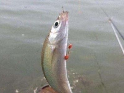 路亚白条钓鱼的最佳时间选择（揭秘路亚白条钓鱼技巧，找准最佳时机）