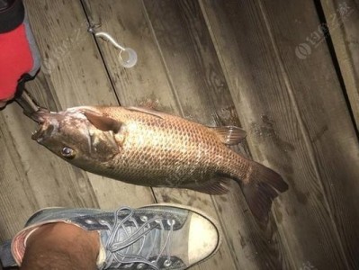 探讨以路亚调越硬钓鱼越大的真相（以路亚调节是否能够有效增加钓获的大鱼数量？）