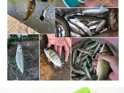 以路亚钓鱼瓜子亮片加飞蝇钩技巧解析（提高路亚钓鱼效果的关键要素——瓜子亮片和飞蝇钩）