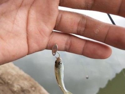以路亚是吊小鱼还是钓鱼？——探讨不同钓鱼方式的特点与效果