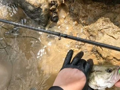 探究以路亚钓鱼为何如此亏损（分析以路亚钓鱼的盈亏原因及解决方法）