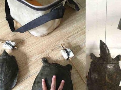 用软鱼类路亚竿钓鱼的技巧与心得（钓鱼爱好者必备的软鱼路亚竿选择和使用指南）