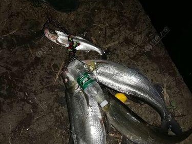 为什么没有人直接以路亚钓鱼为主题？（探究路亚钓鱼在钓鱼爱好者中的地位和影响）