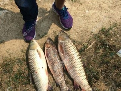 36度下的路亚钓鱼乐趣（探索炎热天气下的钓鱼技巧与策略）