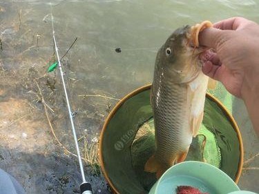 河流里走水严重的路亚钓鱼技巧（掌握水流变化，成为顶级路亚钓手）
