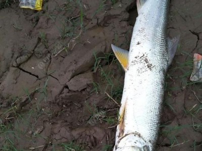 江里路亚钓鱼的最佳饵料选择（探索江里路亚钓鱼的必备饵料及技巧）
