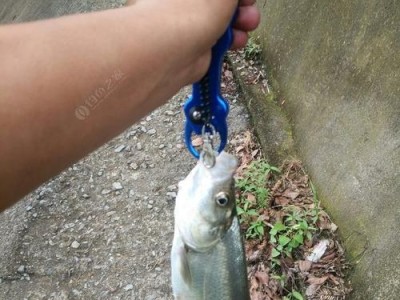 夏秋钓鱼之路亚，享受捕获的乐趣（探索路亚钓鱼的最佳时机与技巧）