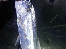 夜钓路亚近岸的技巧与经验（掌握技巧，提高夜钓路亚近岸的钓鱼成功率）