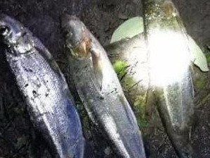 夜钓路亚，选择合适的鱼饵钓鱼是关键（夜钓路亚，科学选择鱼饵，提高钓鱼成功率）