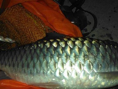 夜钓路亚在大风天是否适合？（探讨夜晚大风天气对路亚钓鱼的影响及应对策略）