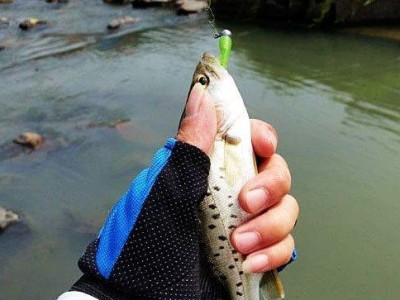 江河钓鱼路亚，选择合适的饵料是关键（探讨在江河中使用什么饵料才能获得丰富的收获）