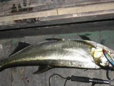 观澜河路亚是否应该禁止钓鱼？（探讨观澜河生态保护与钓鱼活动的平衡）