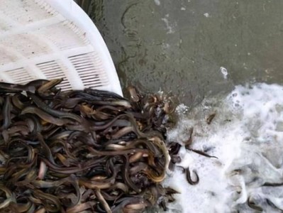 泥鳅与路亚，谁是更好的钓鱼工具？（分析泥鳅和路亚钓鱼方法的优劣势）