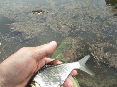 游泳钓鱼两不误（水中钓鱼新玩法，轻松掌握）