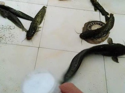 路亚王八的钓鱼诱饵选择与技巧（探索路亚钓法中，王八最佳诱饵和使用技巧）