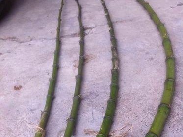 竹子制作溪流路亚竿，钓鱼的好选择（竹子钓鱼竿的优势和制作方法）